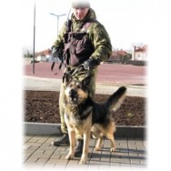 Охрана объектов с использованием служебных собак.  Москва фото, цена, продажа, купить